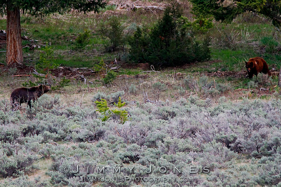 Young Grizzly Bear vs Cinnamon Black Bear