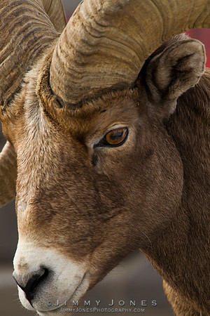 Northern Rockies Big Horn - CS/P0235
