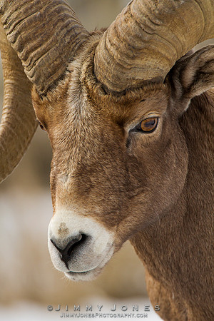 Northern Rockies Big Horn - CS/P0236