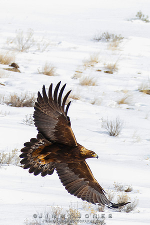 Golden Eagle