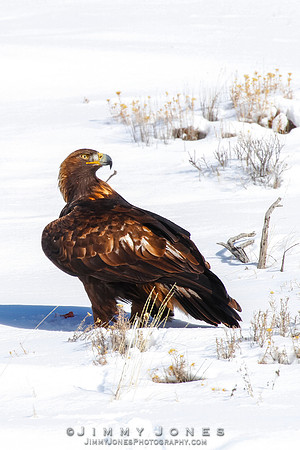 Golden Eagle