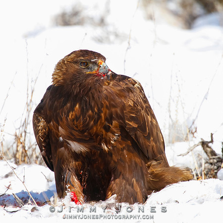 Golden Eagle