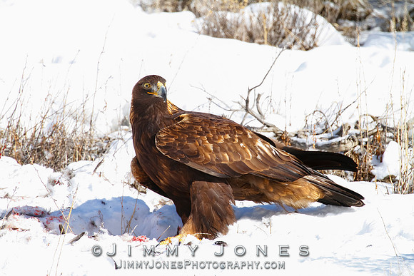 Golden Eagle