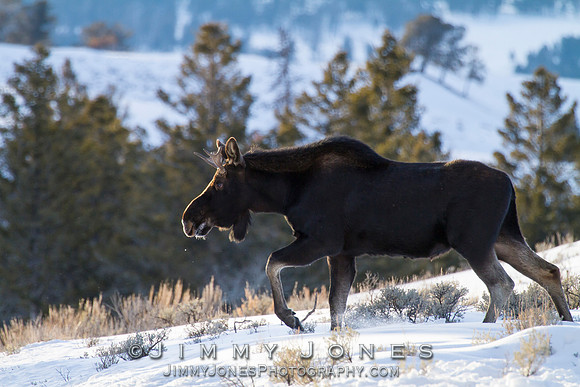 Moose