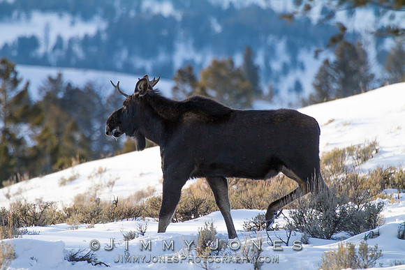 Moose