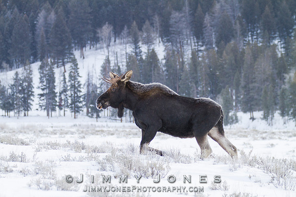 Moose