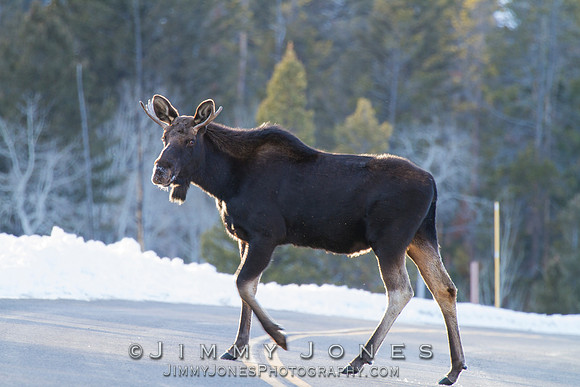 Moose