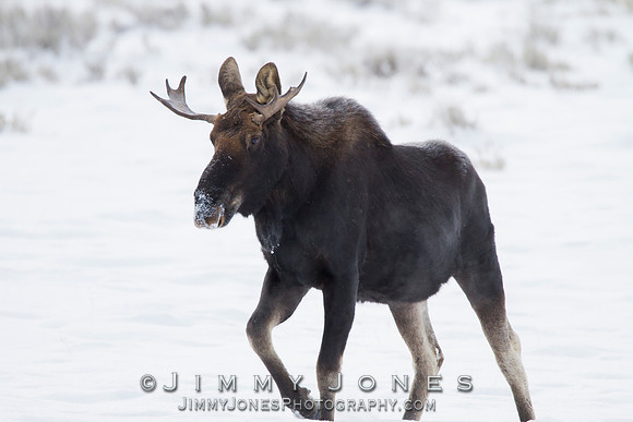 Moose