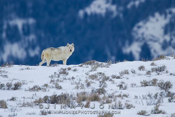 Canyon alpha female