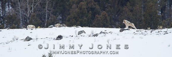Canyon pack wolves