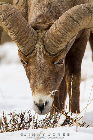Northern Rockies Big Horn - CS/P0071