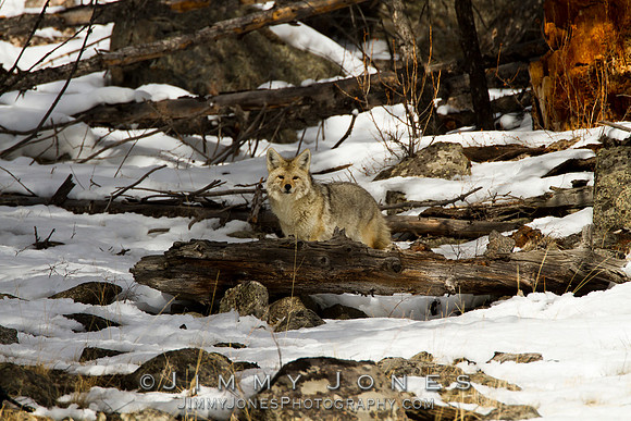 Coyote