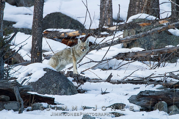 Coyote
