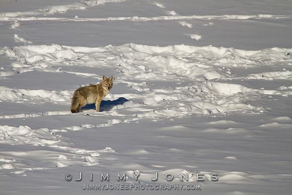 Coyote
