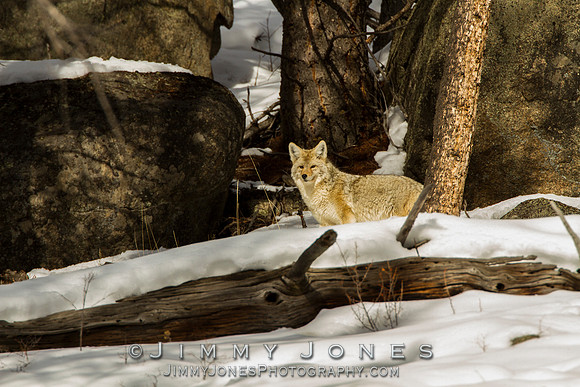 Coyote