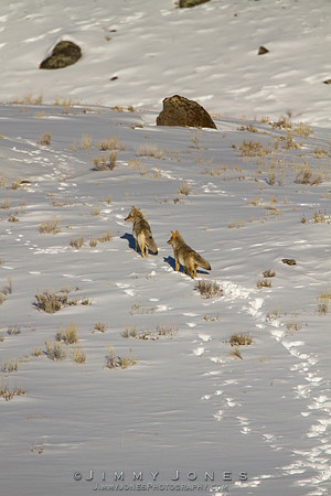 Coyotes