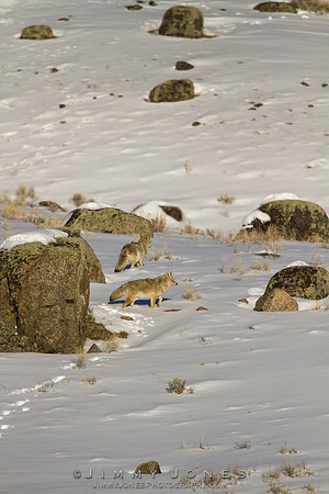 Coyotes