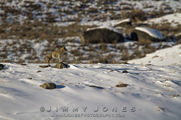Coyote