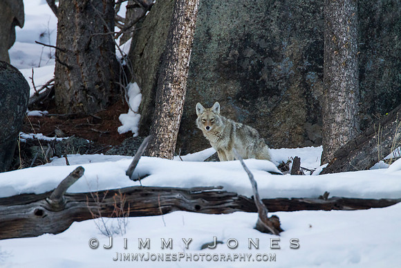 Coyote