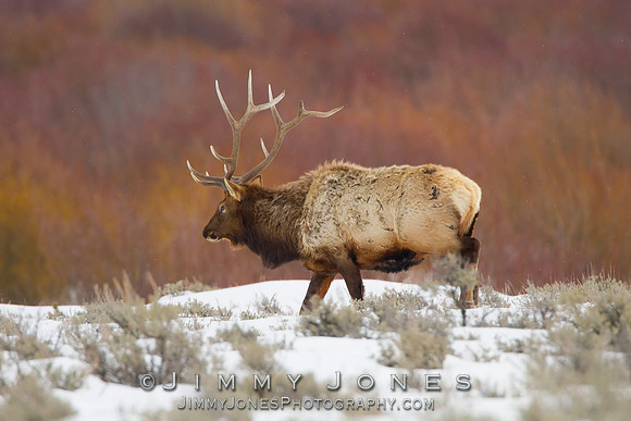 Bull Elk