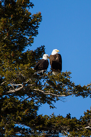 Bald Eagles