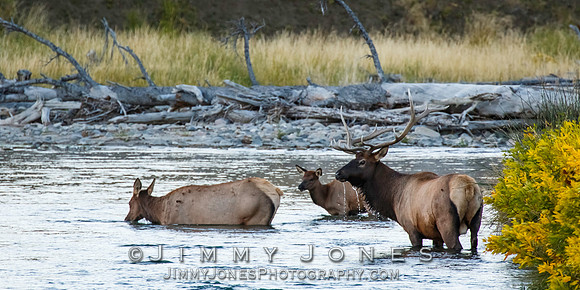 Bull Elk, Cow, and Calf