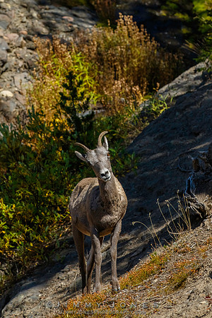 Big Horn Ewe