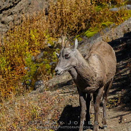 Big Horn Ewe