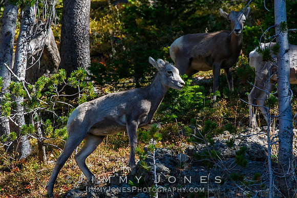 Big Horn Ewe