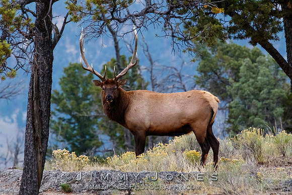 Bull Elk