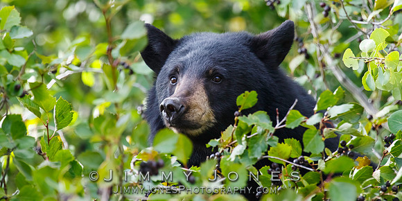 Black Bear
