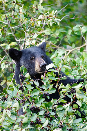 Black Bear