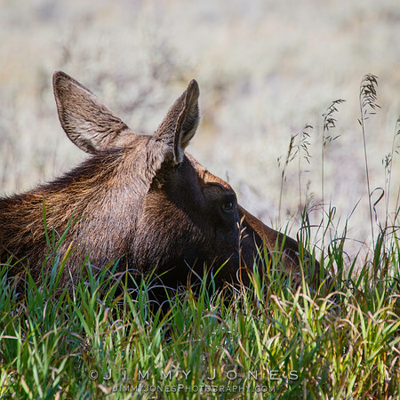 Moose Cow