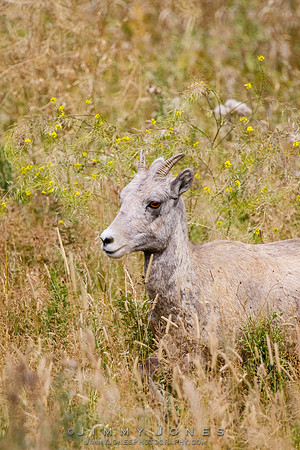 Big Horn Ewe