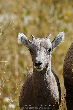 Big Horn Lamb