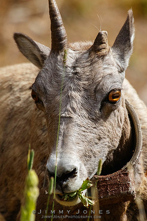 Big Horn Ewe