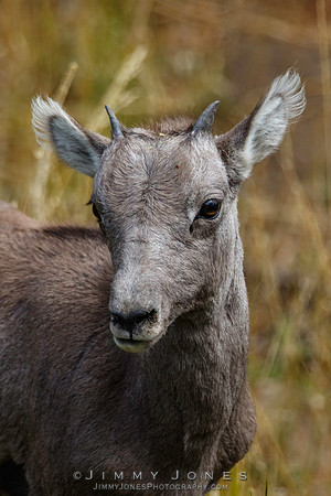 Big Horn Lamb