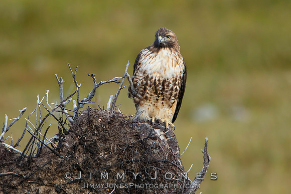 Red-tailed Hawk