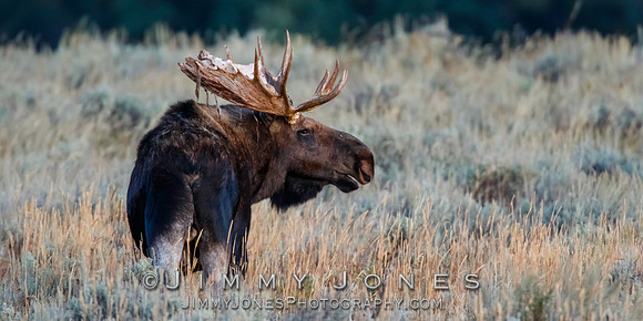Bull Moose