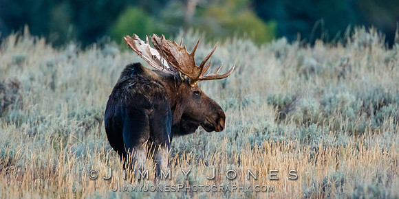 Bull Moose