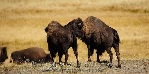 Bison