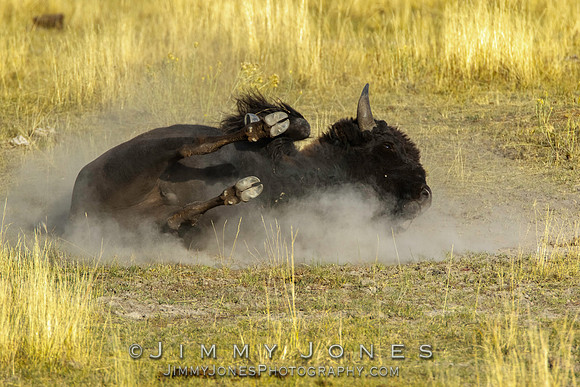 Bison Bull