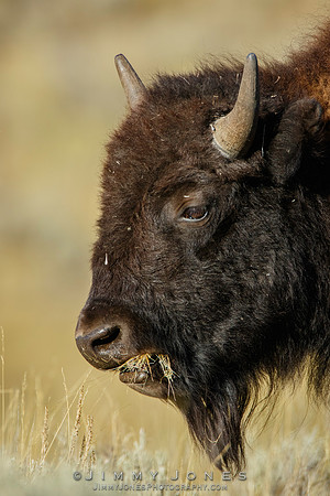 Bison