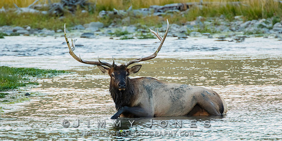 Bull Elk