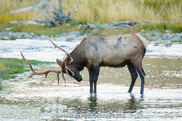 Bull Elk
