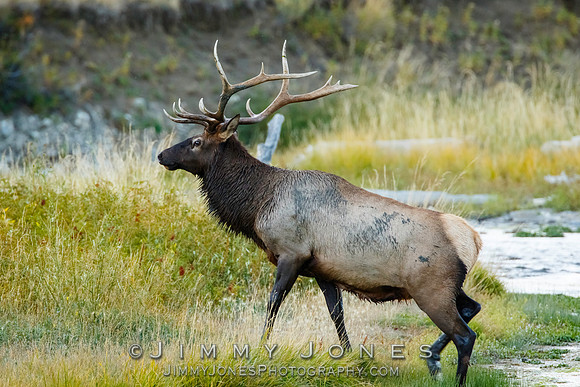 Bull Elk