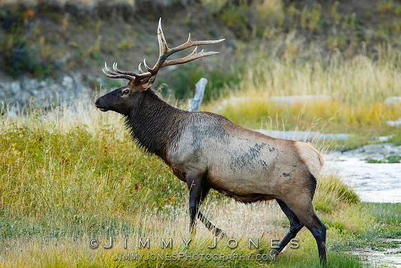 Bull Elk