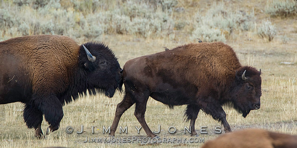 Bison Bull w/ Cow