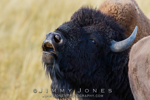 Bison Bull