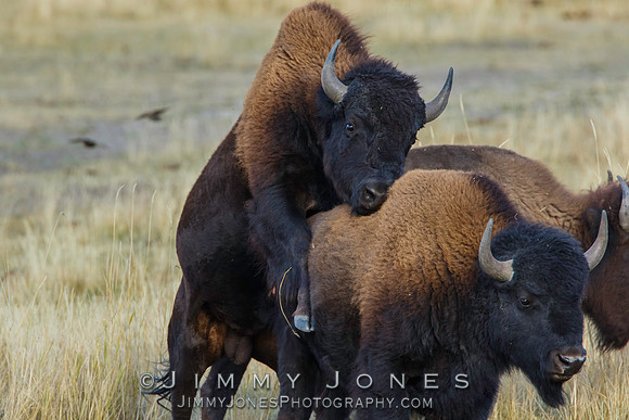 Bison